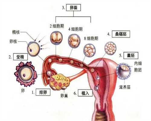 试管代孕排名_中国最权威的试管医院